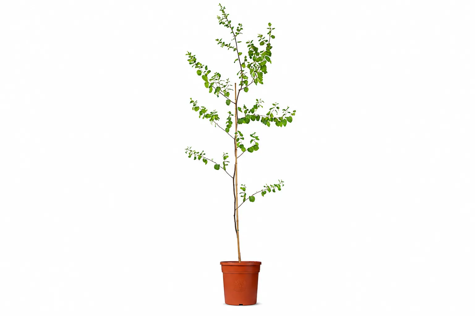 شجرة السدر Ziziphus spina-christi