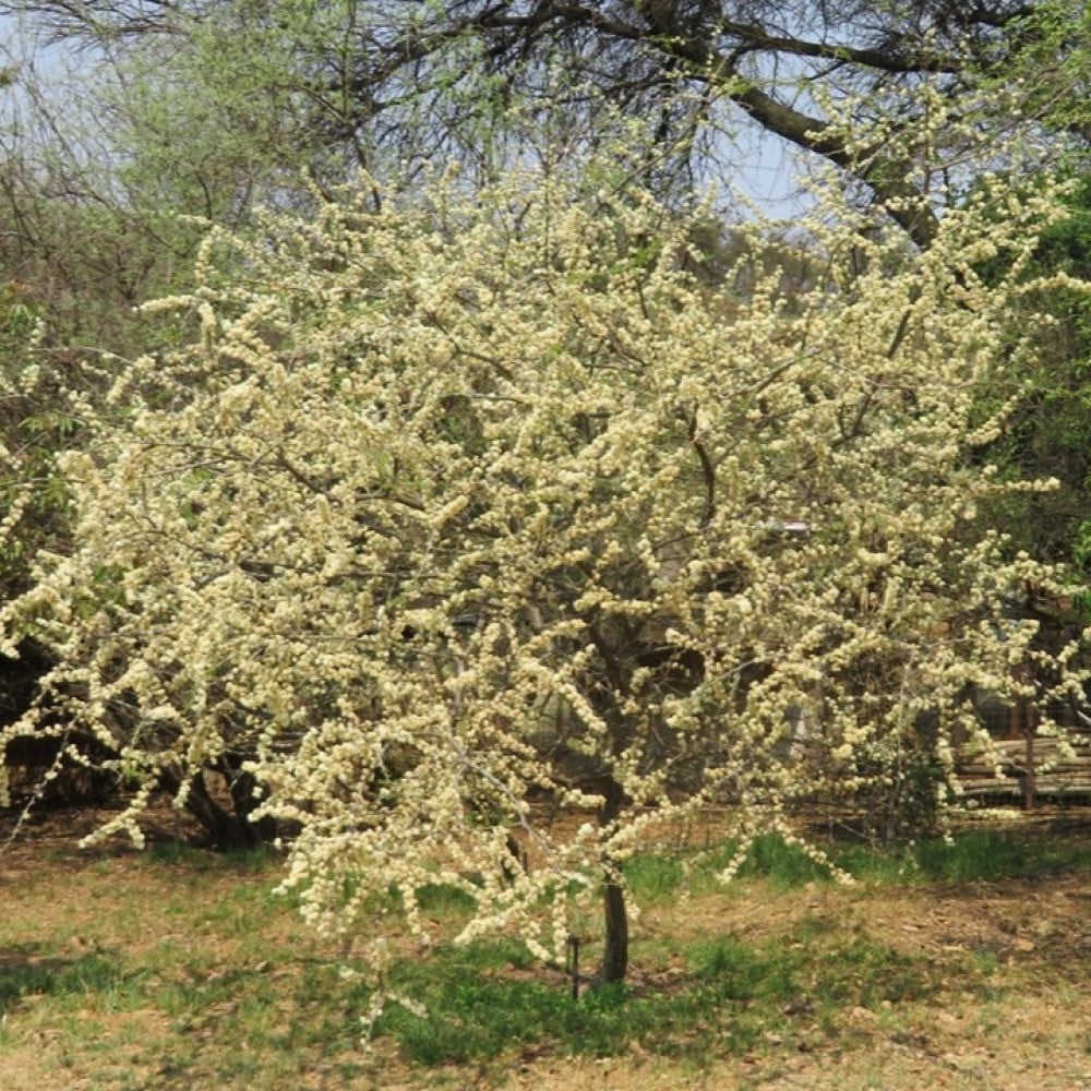 شجرة الطلح العسلي الاسم العلمي Acacia Mellifera