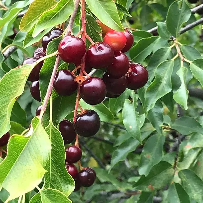 شجرة الكرز الجبلي الأسود Prunus serotina