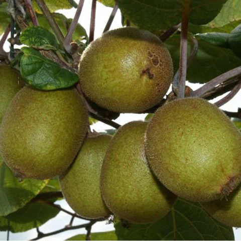 شجرة الكيوي الأصفر الاسم العلمي: Actinidia chinensis – Golden Kiwi