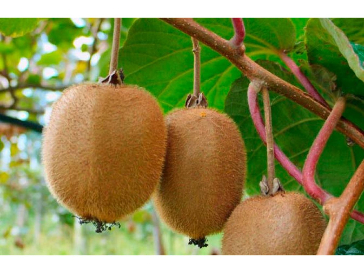 شجرة الكيوي الصيني الاسم العلمي: Actinidia chinensis