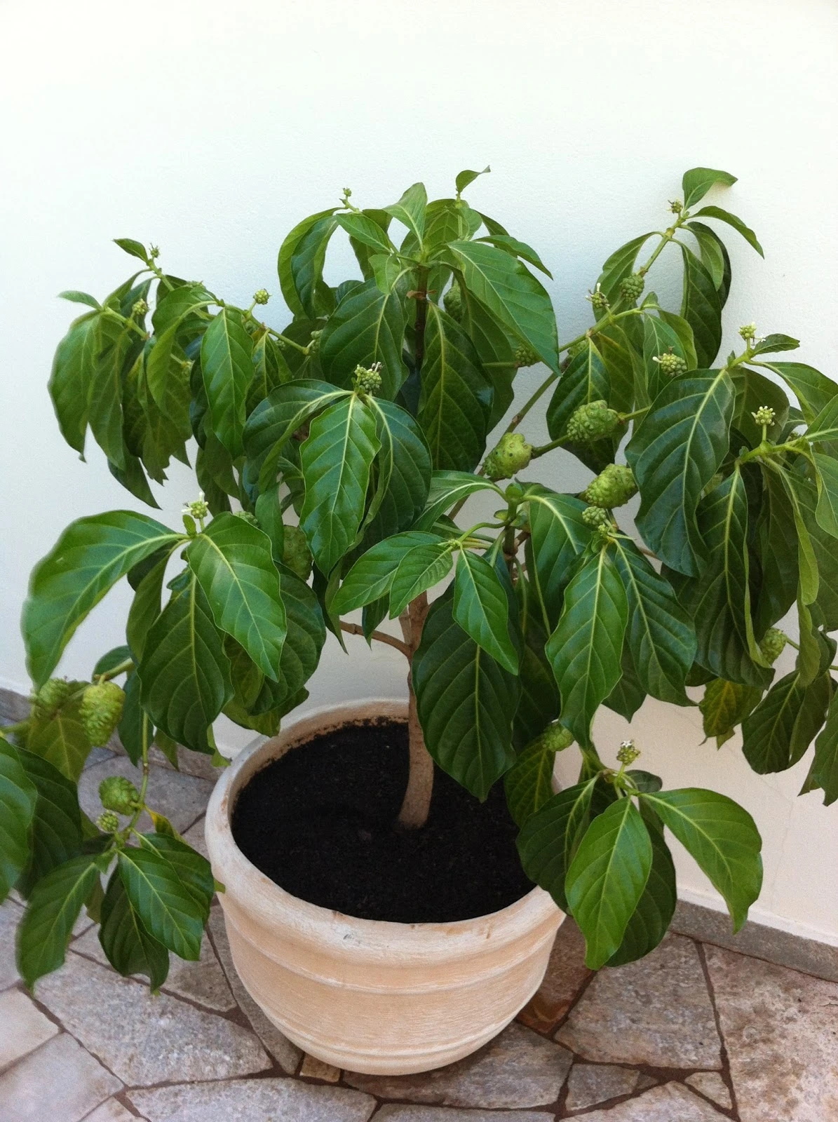 شجرة فاكهة النوني او موريندا سيتريفوليا Morinda citrifolia