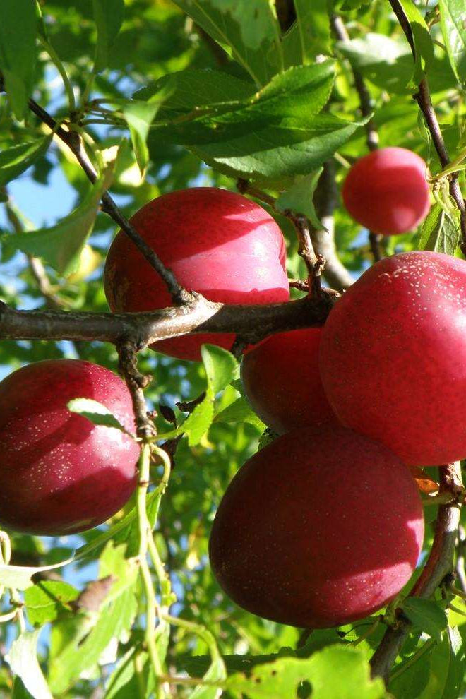 شجرة برقوق الجمال الأحمر Prunus salicina