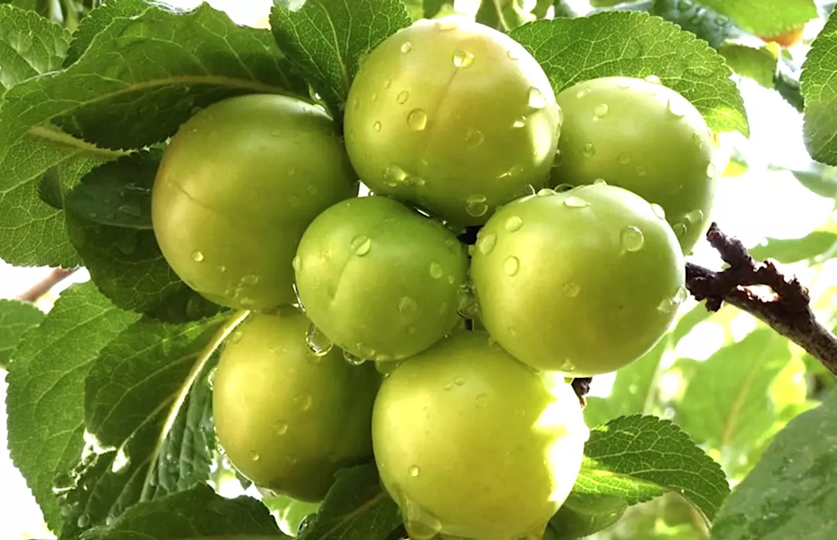 شجرة برقوق الملكة كلوديا الأخضر Prunus domestica 'Green Gage'