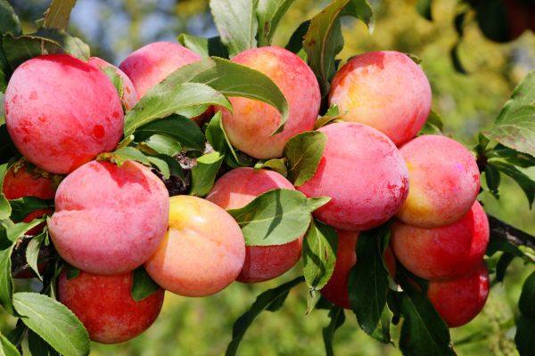 شجرة برقوق فيكتوريا Prunus domestica 'Victoria'