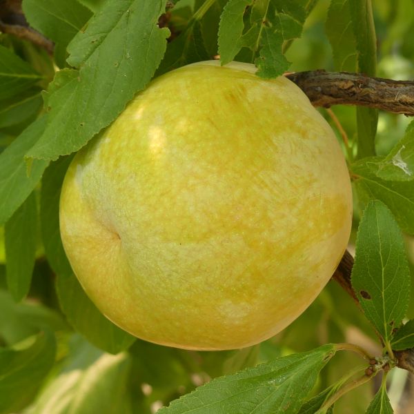 شجرة برقوق جريناج بلوم Prunus salicina x Prunus