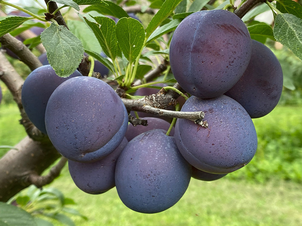 شجرة خوخ مايروبلان Prunus domestica subsp. insititia 'Myrobalan'