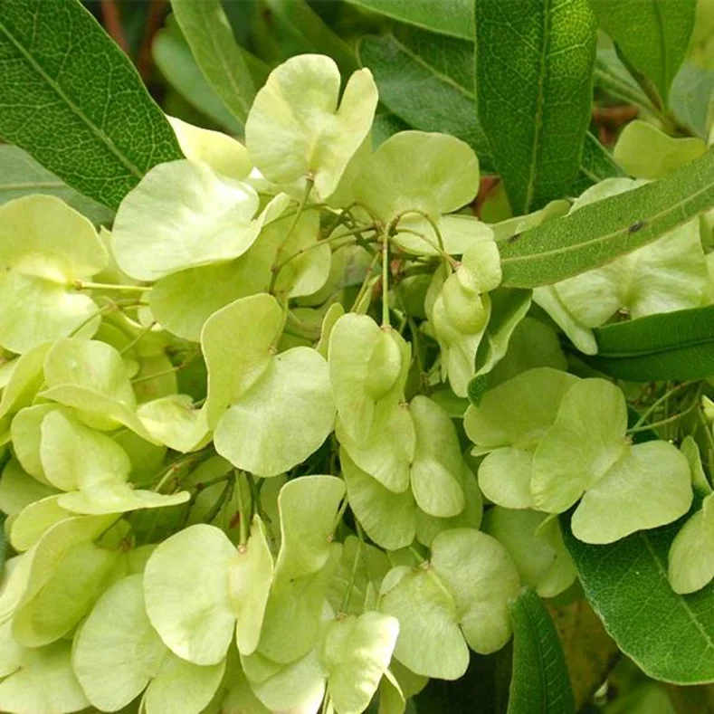 شجرة الشث أو ديدونيا Dodonaea viscosa