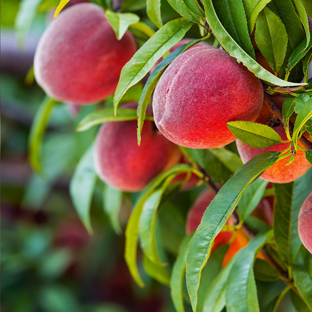 شجرة دراق ماي ريد Prunus persica 'May Red'