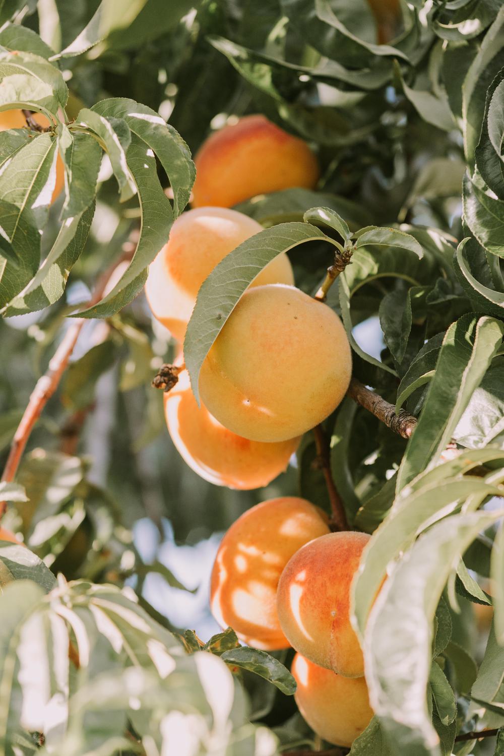 شجرة دراق ميد غولد Prunus persica 'Mid Gold'