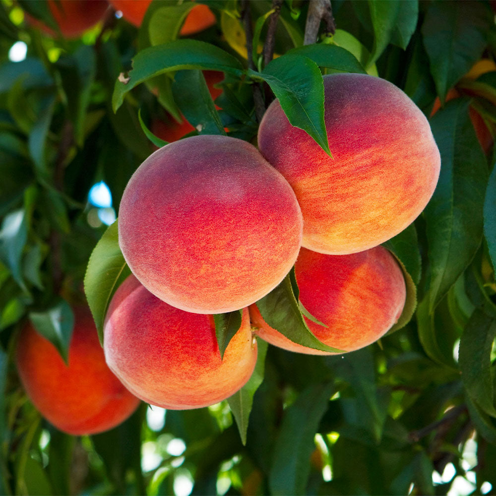 شجرة دراق ميريل أوهنري Prunus persica 'Merrill O'Henry'