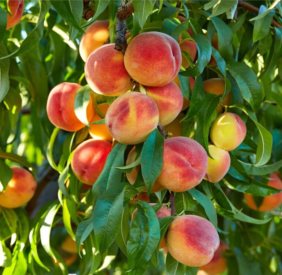 شجرة دراق نيماغارد الاسم العلمي: Prunus persica