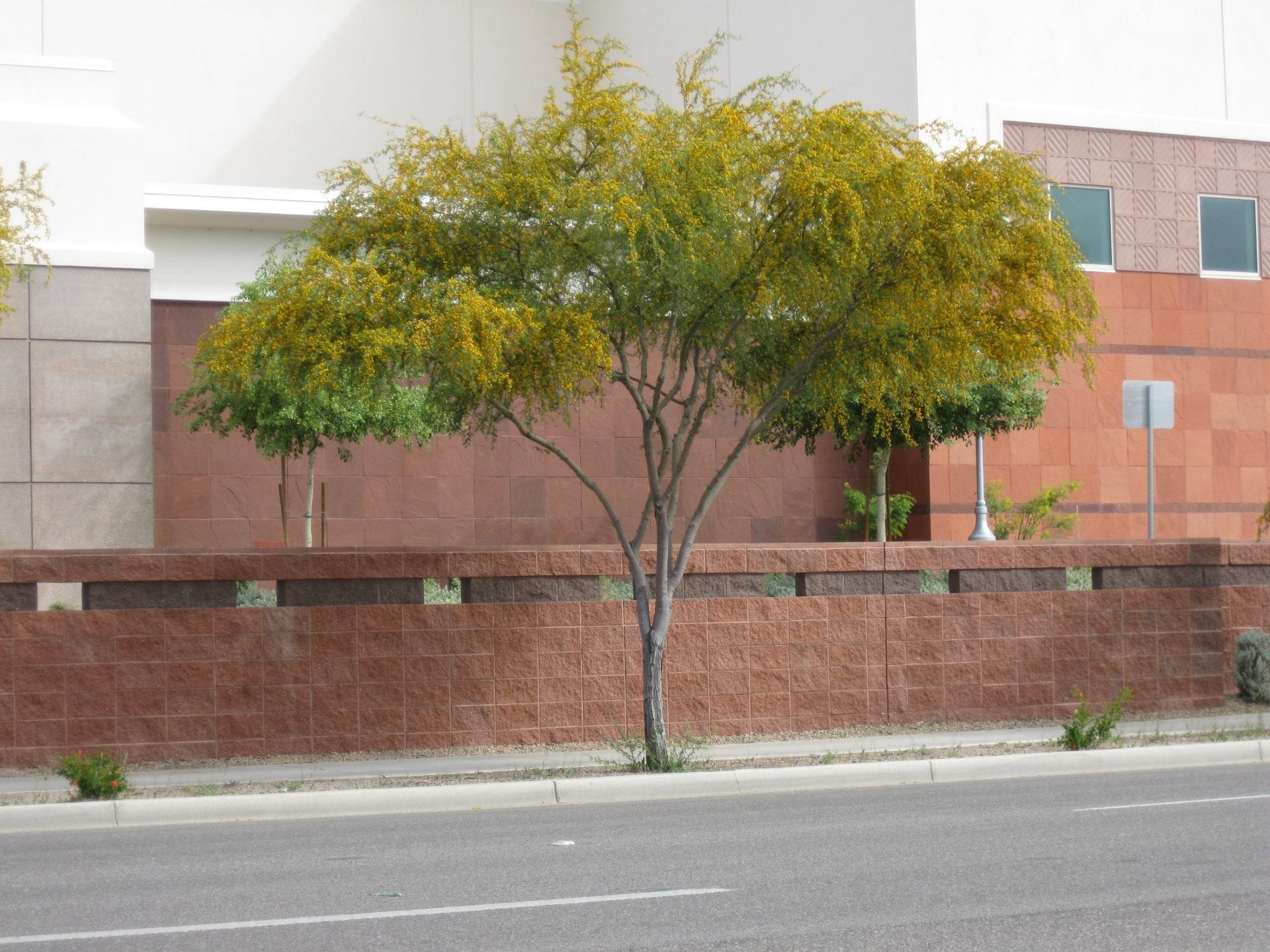 شجرة طلح الفتنة الاسم العلمي Vachellia farnesiana 