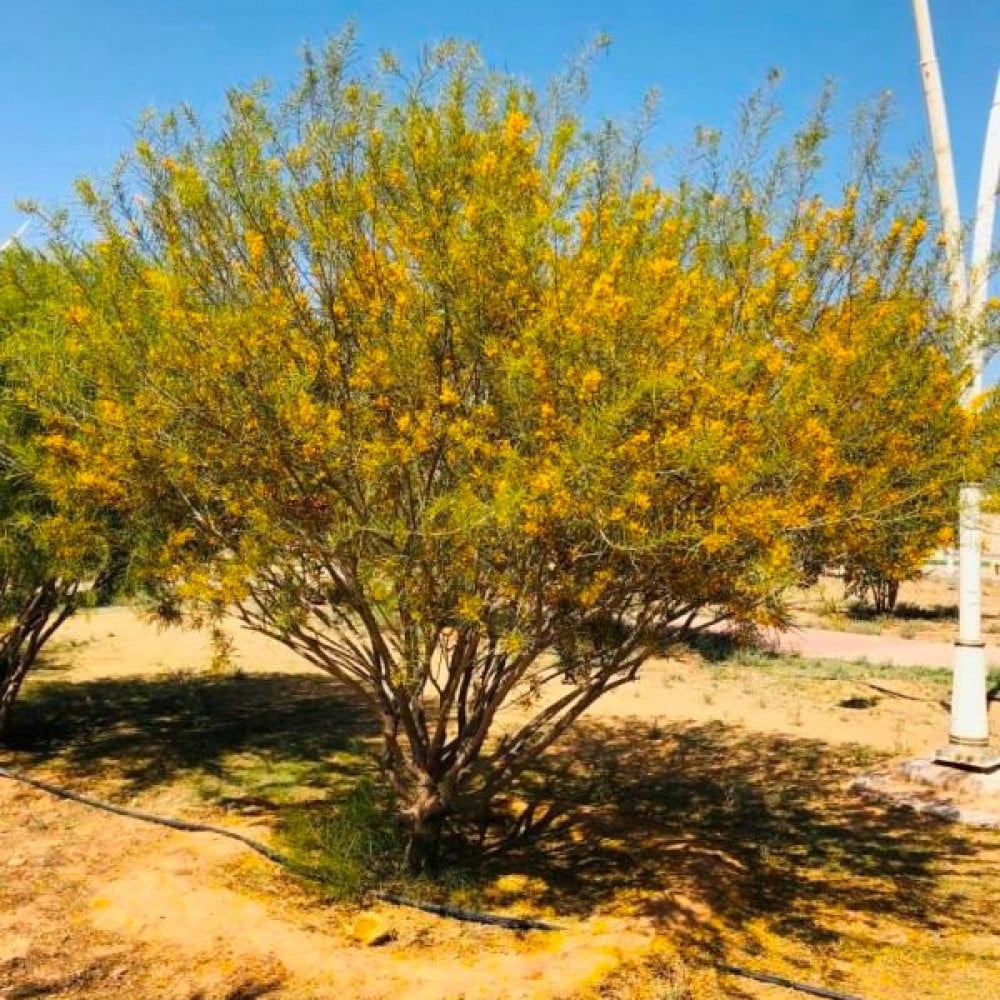 شجرة طلح سكوسبارما الاسم العلمي Acacia sclerosperma