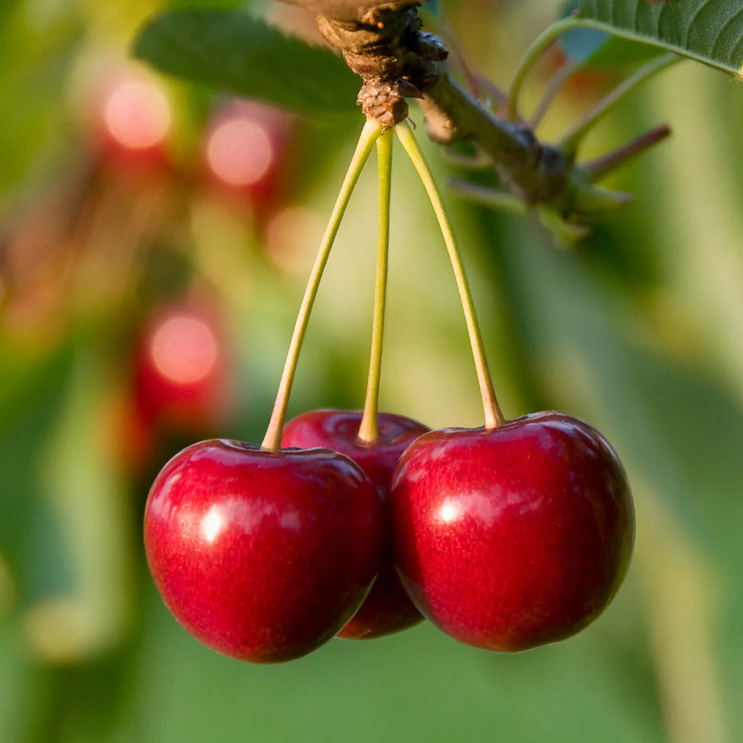 شجرة كرز شيلان Prunus avium 'Chelan'
