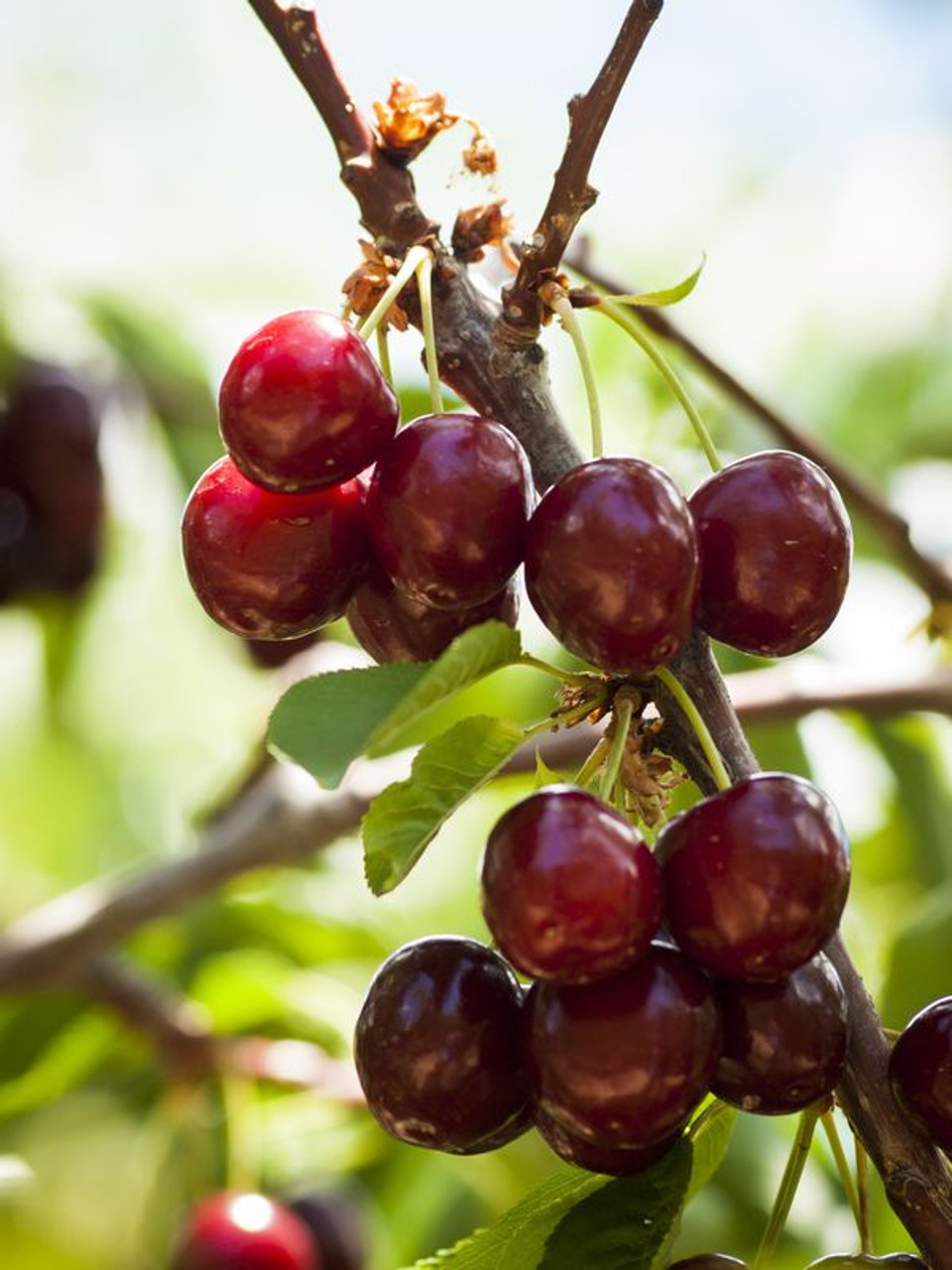 شجرة الكرز لامبرت Prunus avium 'Lambert'