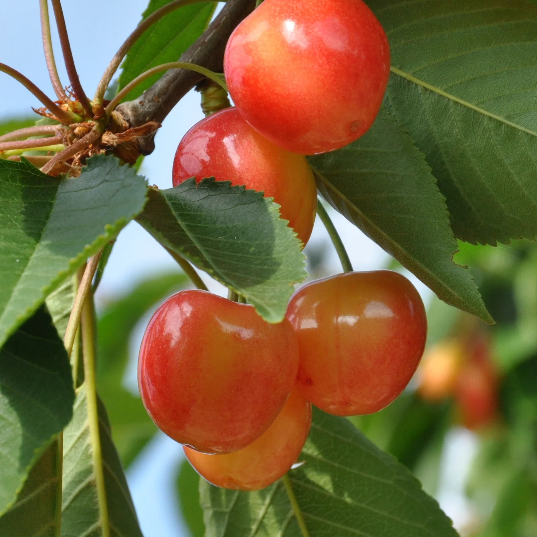 شجرة كرز نابليون الاسم العلمي: Prunus avium Bigarreau 