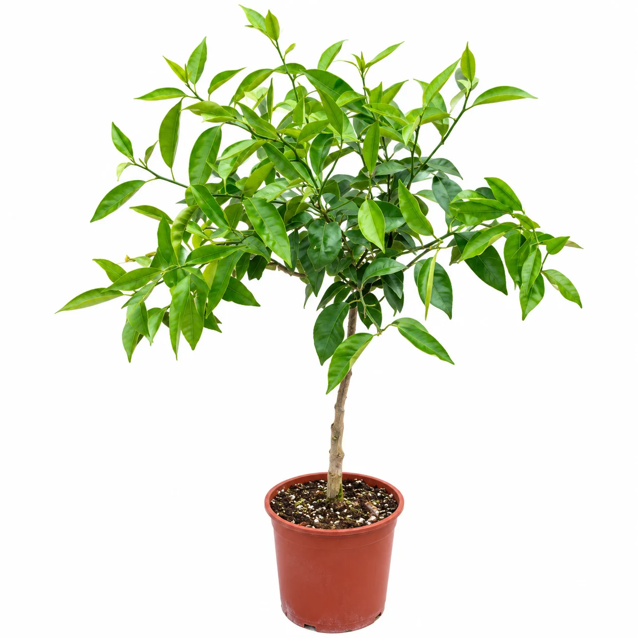 شجرة يوسف افندي Citrus reticulata شتلة حمضيات مثمرة