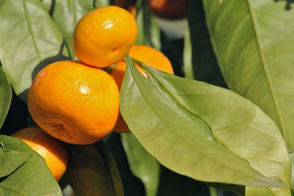 شجرة يوسفي البحر الأبيض المتوسط Mandarini–Citrus Deliciosa
