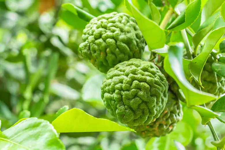 شجرة ليمون الكفير Citrus hystrix