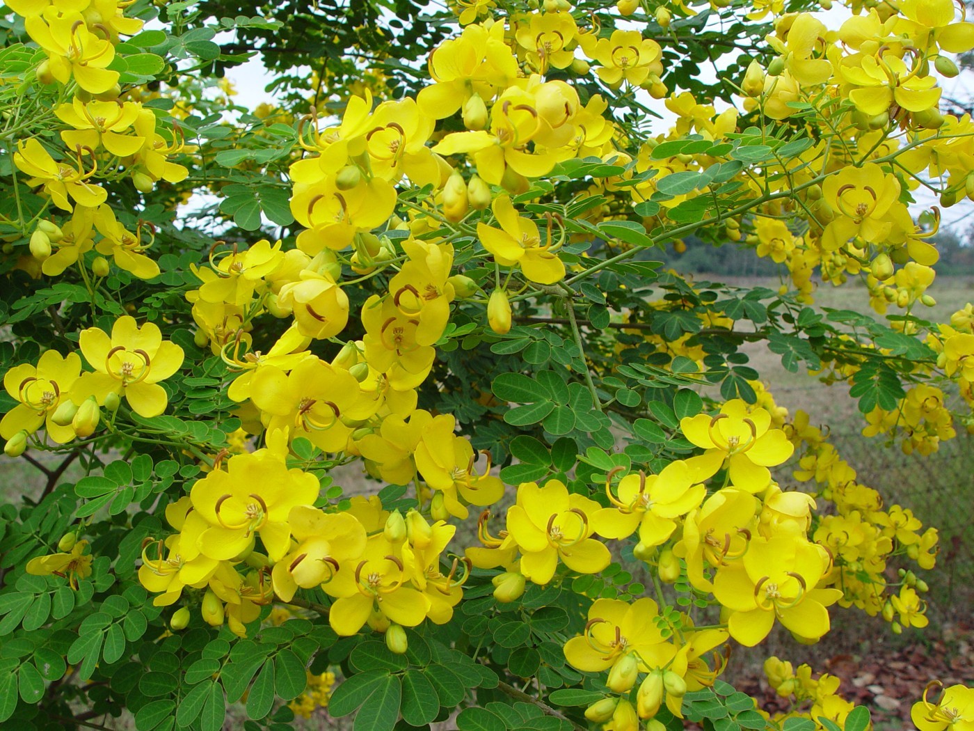نبات كاسيا تورا Cassia tora /Senna tora