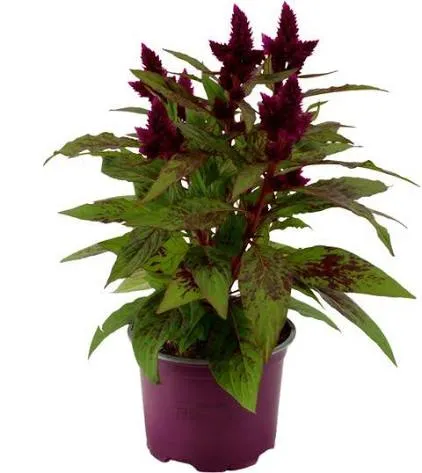 عرف الديك Celosia argentea