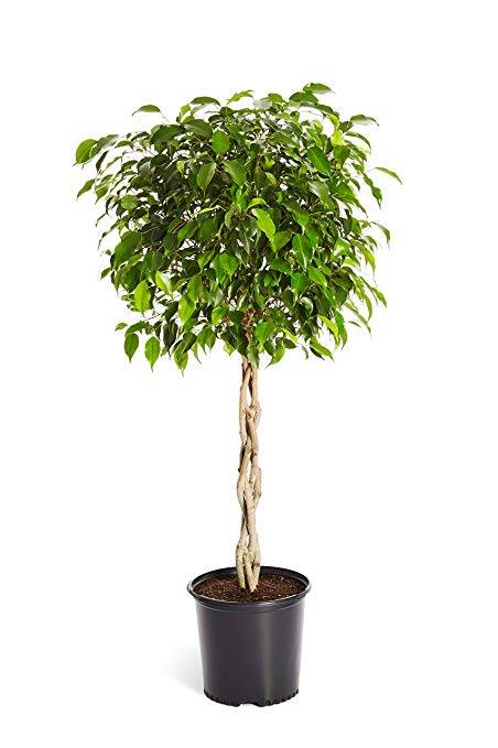 فيكس بنجامينا مجدول Ficus benjamina ‘Twisted Stem’