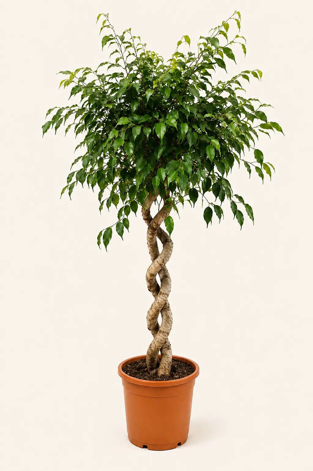 فيكس بنجامينا مجدول Ficus benjamina ‘Twisted Stem’