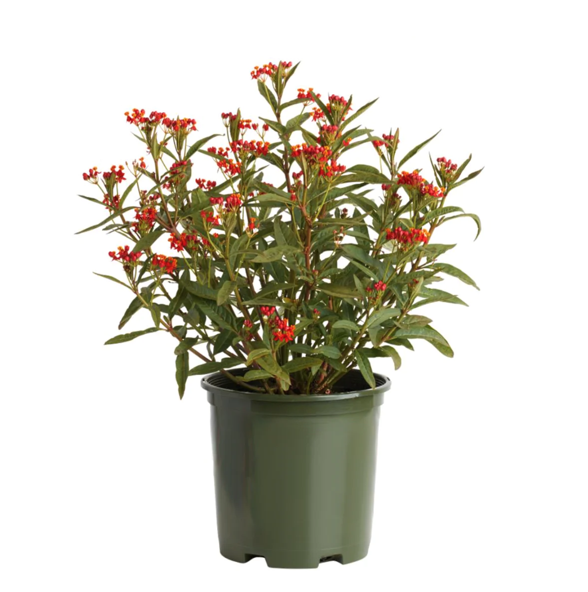 لانتانا لبناني او الصقلاب القرمزي Asclepias curassavica