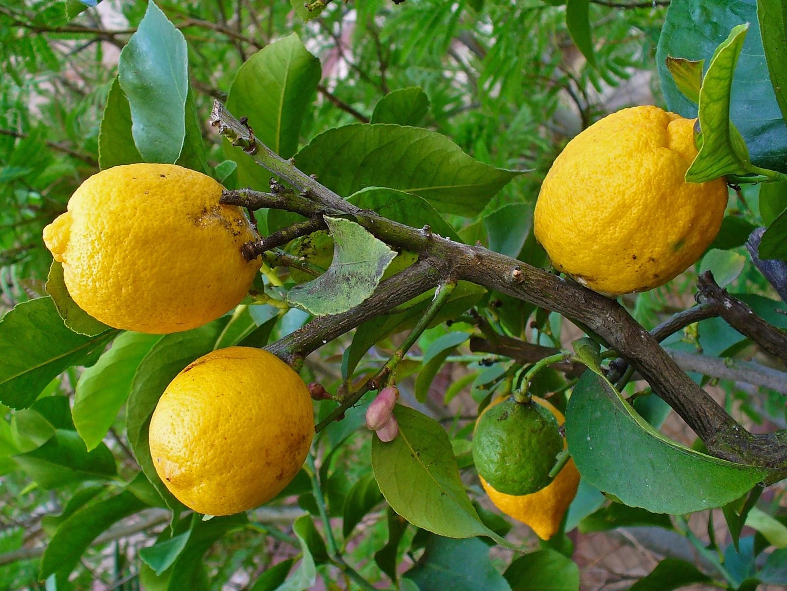 شجرة الليمون الفيتنامي (Vietnamese) Citrus lemon