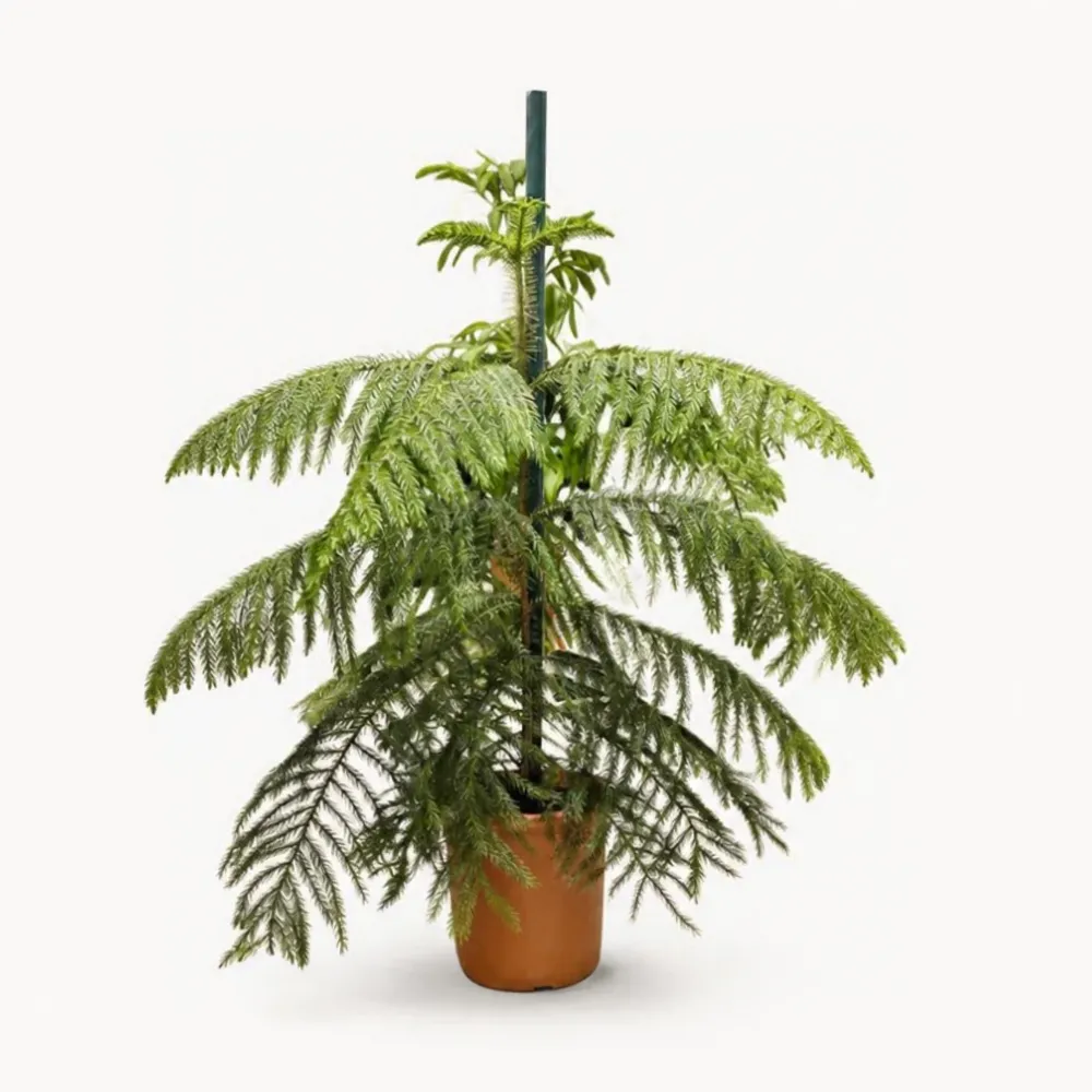 اروكاريا هيتروفيلا Araucaria heterophylla