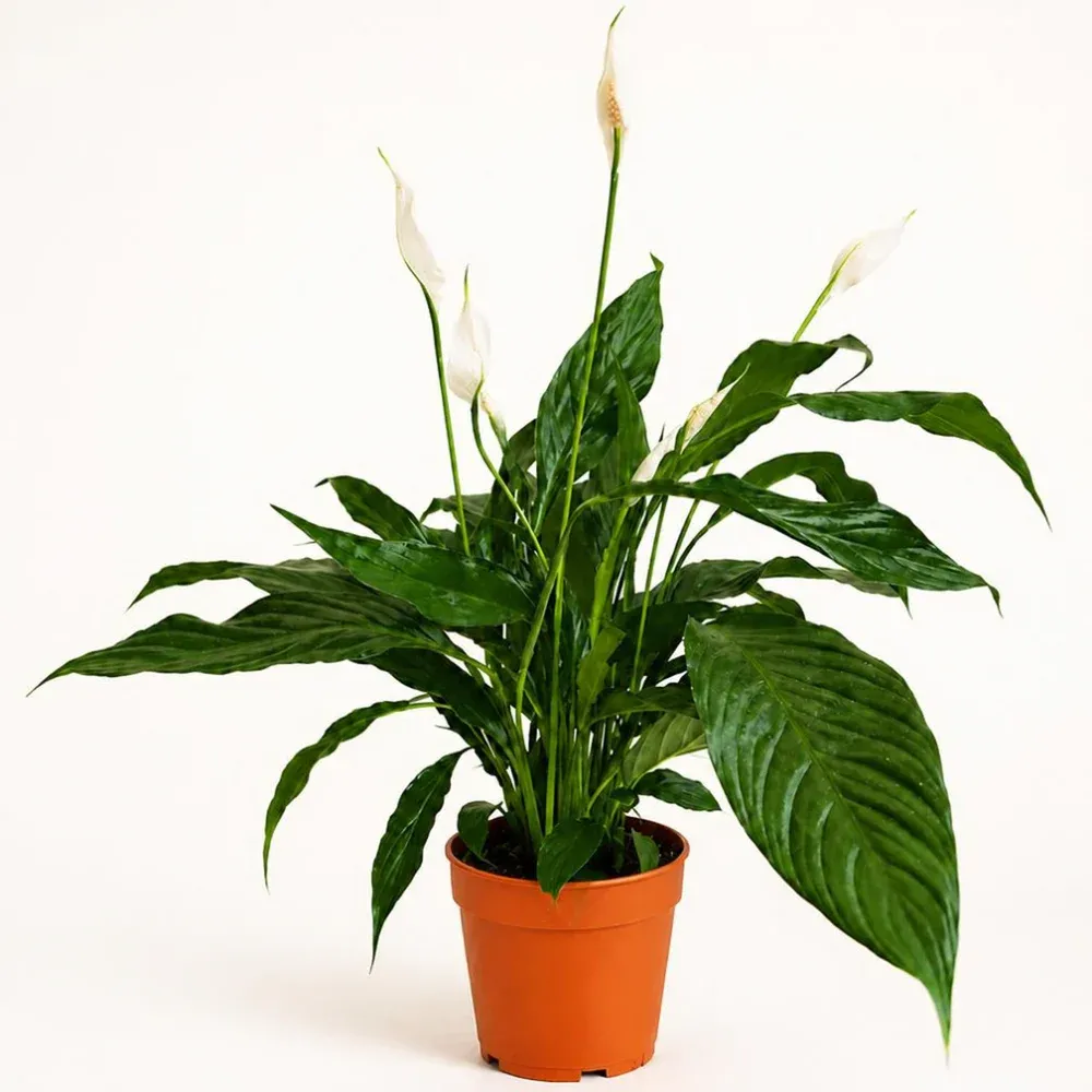 نبتة زنبق السلام Spathiphyllum