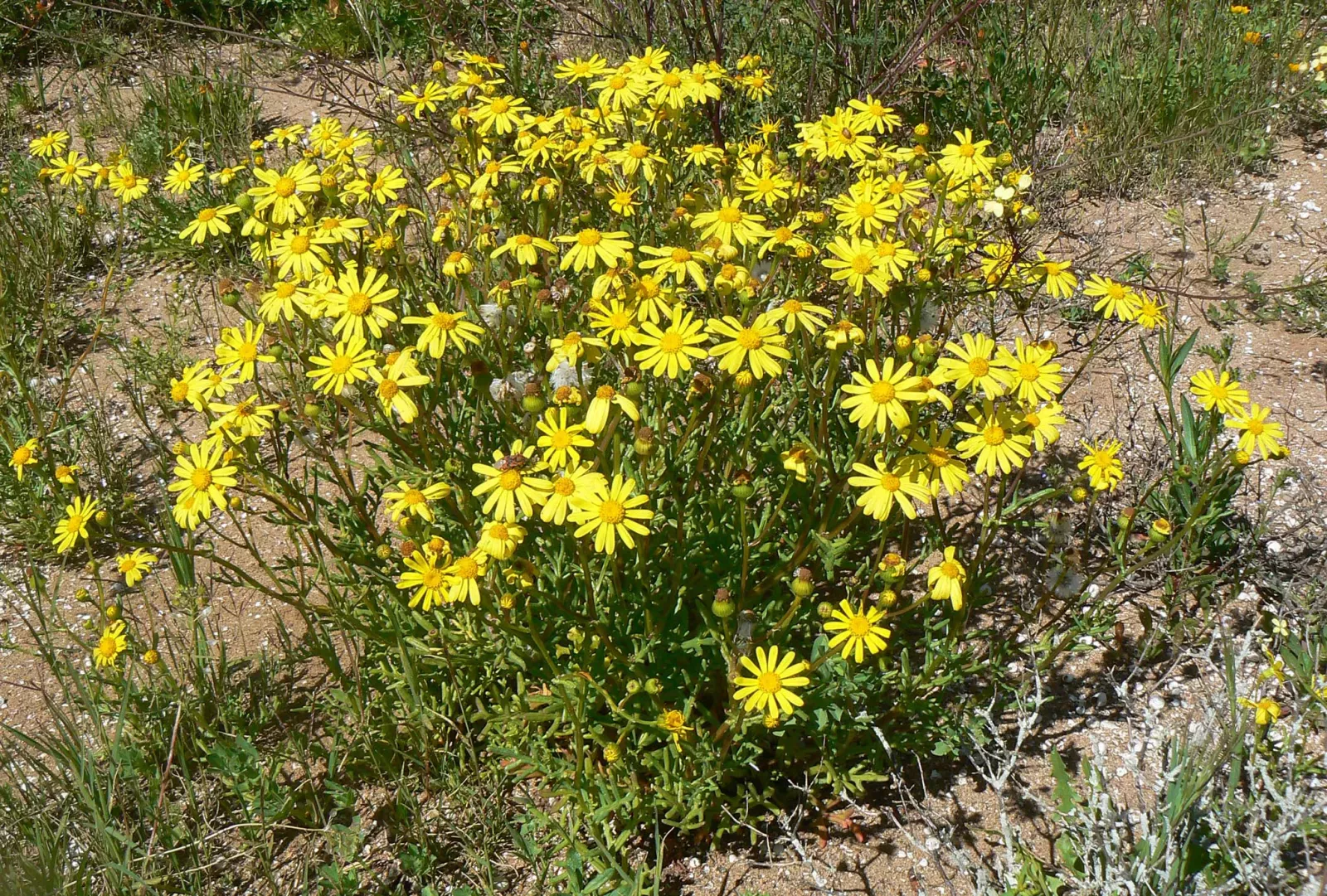 نبات الجرجار Senecio glaucus