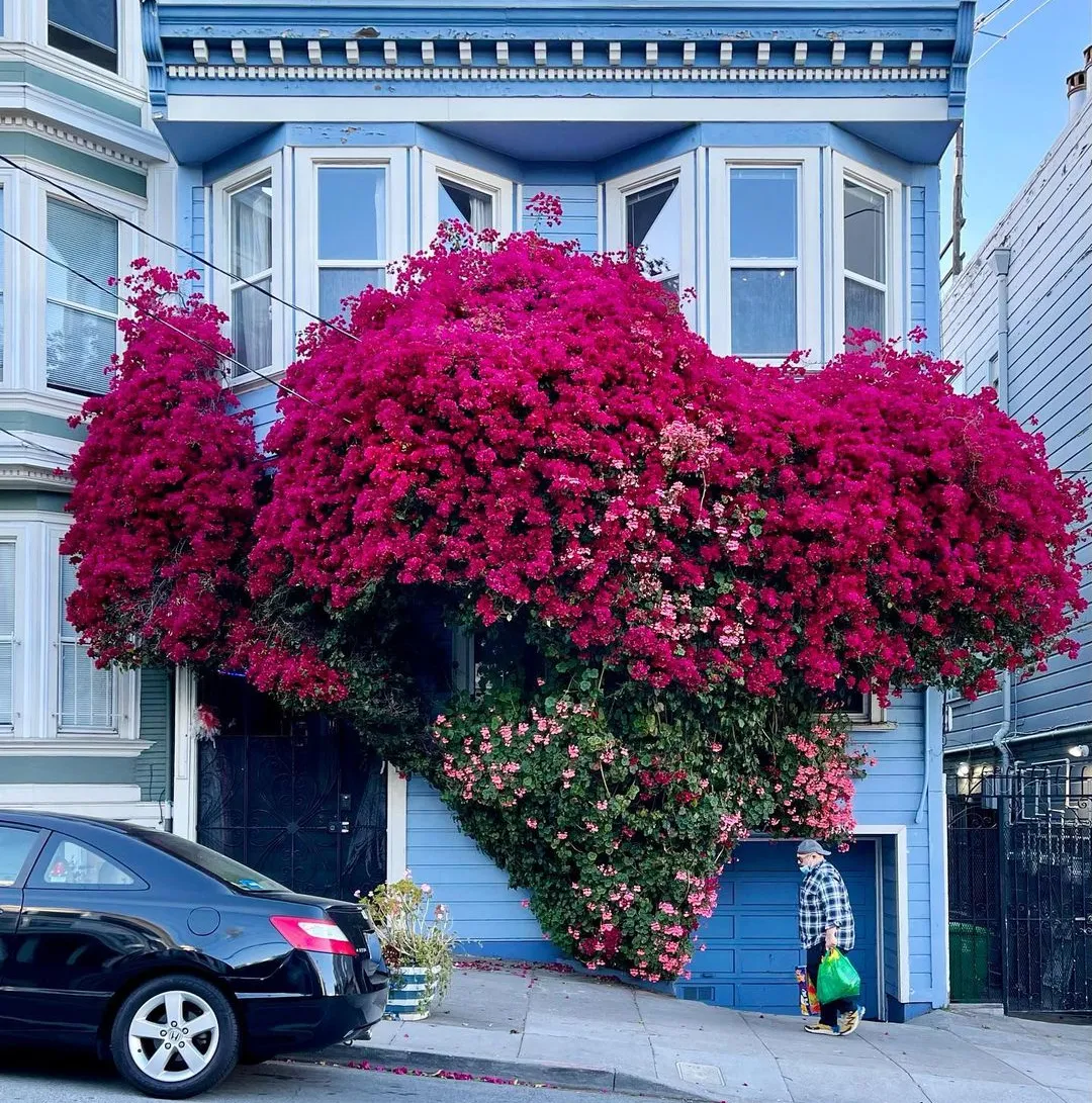 Bougainvillea Bougainvillea
