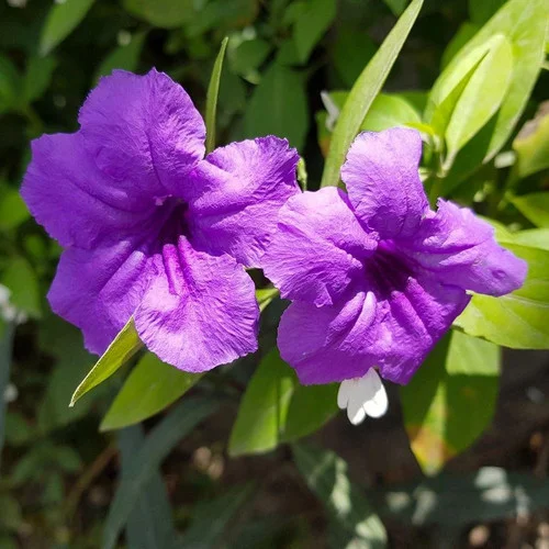 بتونيا الصحراء أو الرويليا الدرنية Ruellia tuberosa
