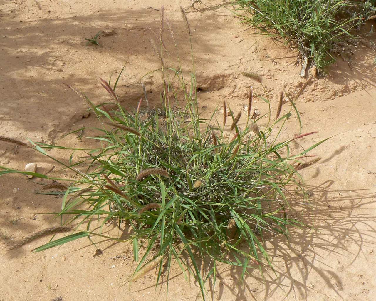 نبات السبط الاسم العلمي Cenchrus ciliaris 