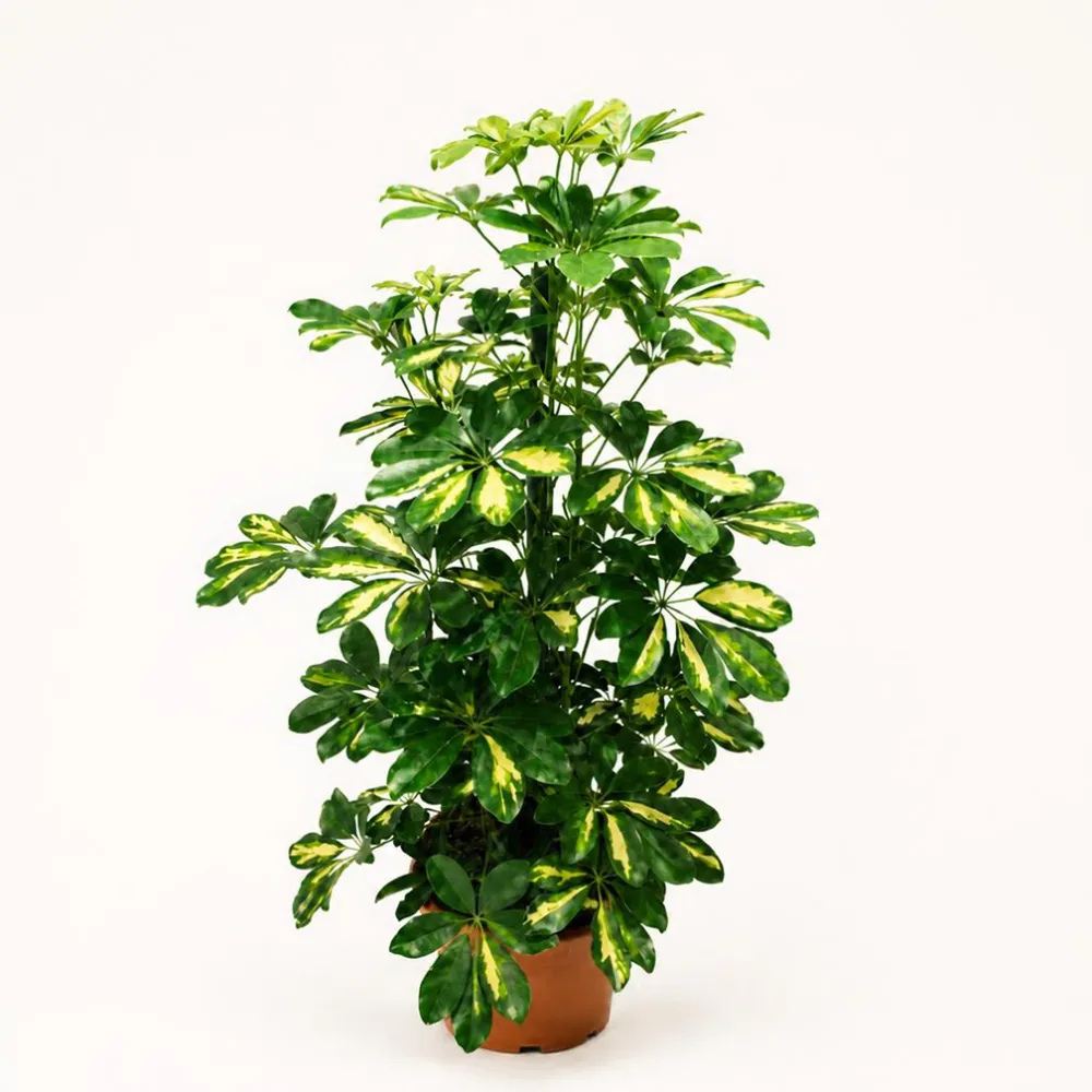 نبات الشفليرا المبرقشة Schefflera arboricola Variegata