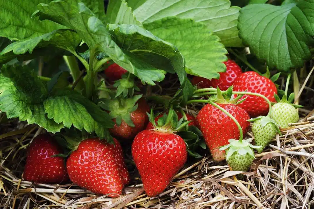 شجرة الفراولة أو الفريز Fragaria × ananassa