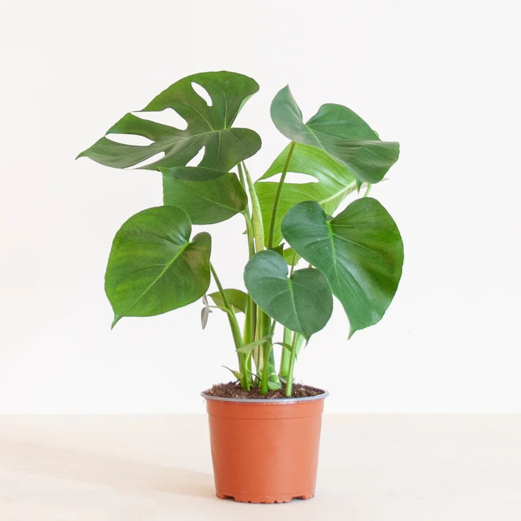 نبات القفص الصدري Monstera deliciosa