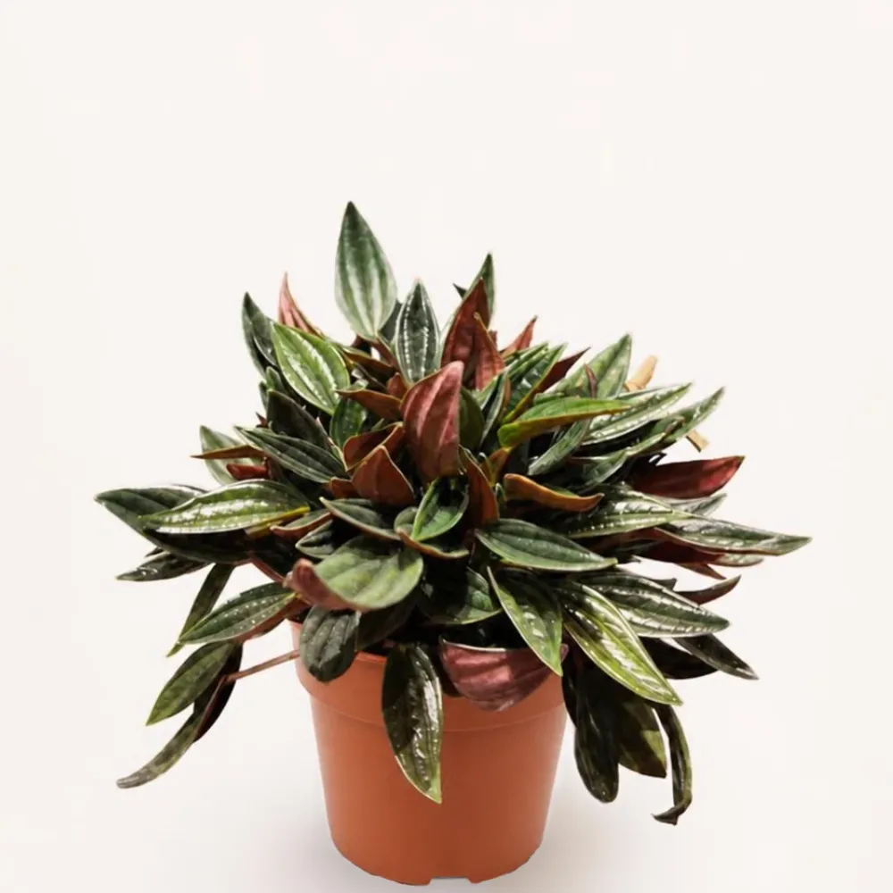 ببروميا روسو Peperomia caperata 'Rosso