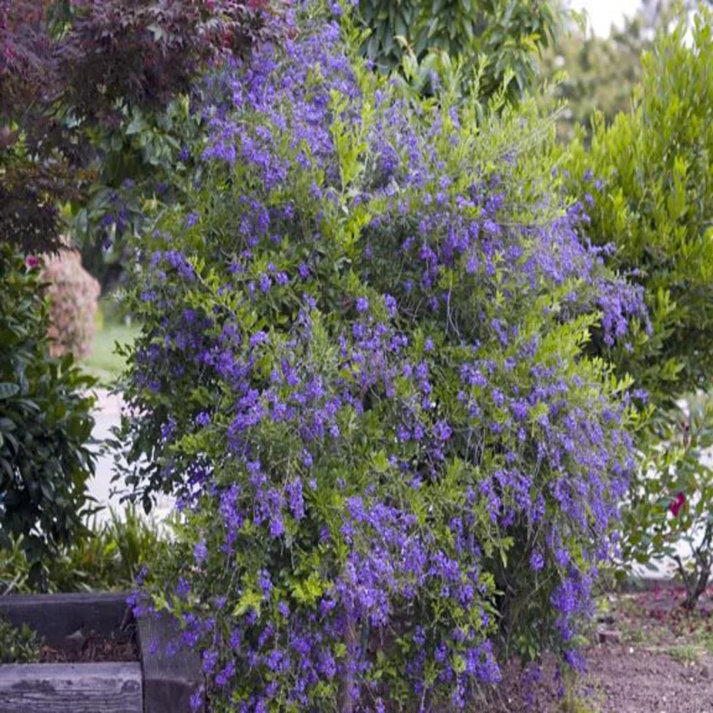 دورانتا Duranta erecta