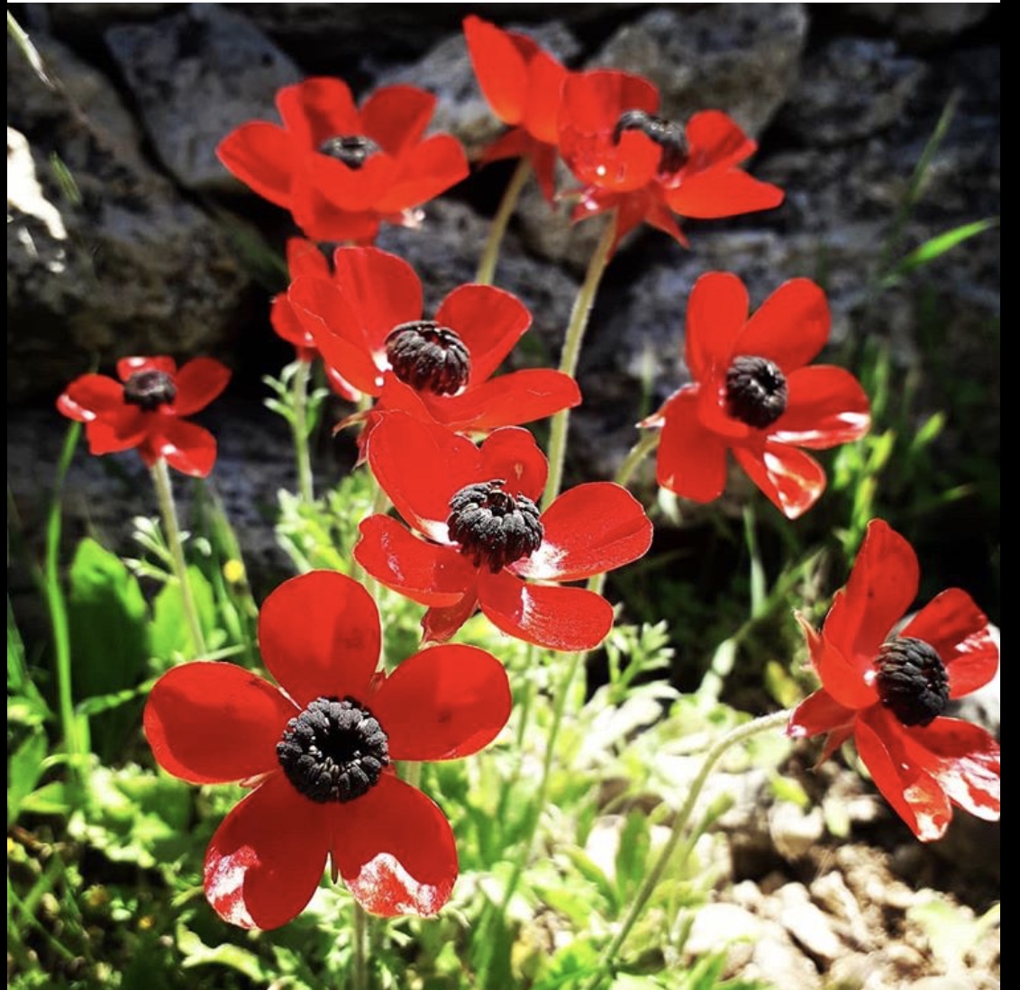 نبات ديدحان أحمر الاسم العلمي Anemone coronaria