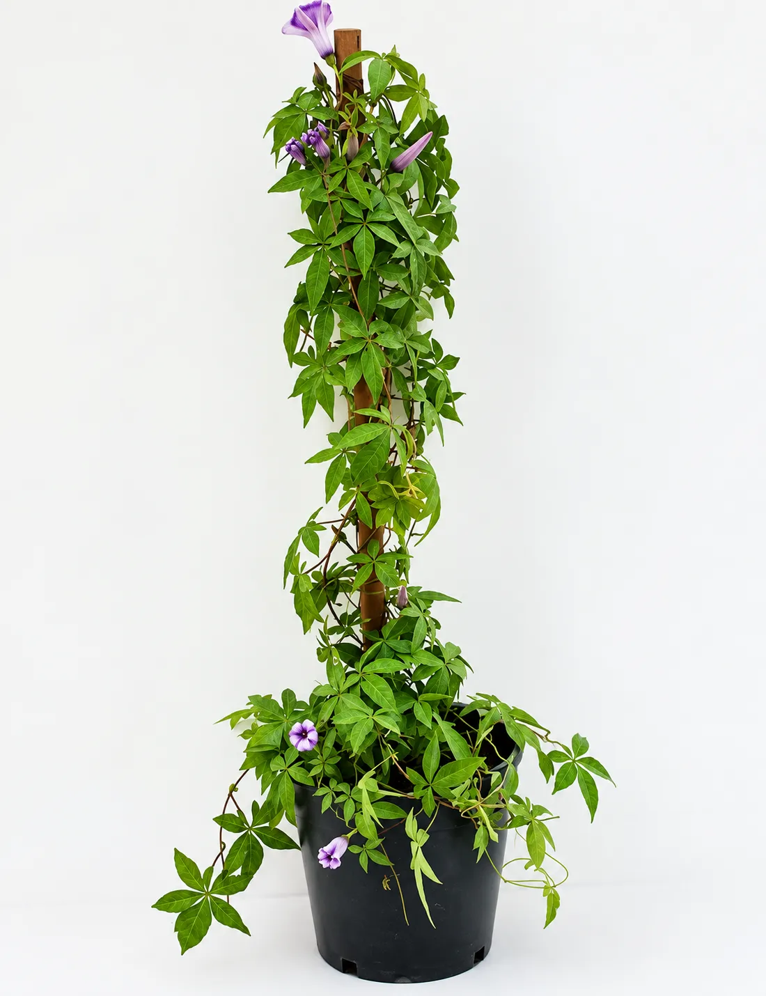 نبات ست الحسن Ipomoea cairica متسلق مزهر سريع النمو