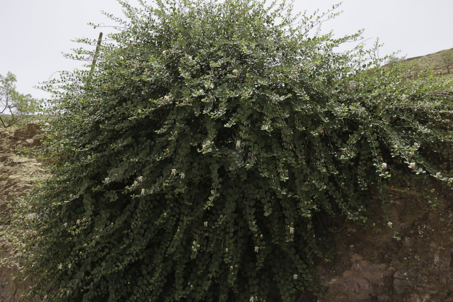 نبات الشفلح Capparis spinosa