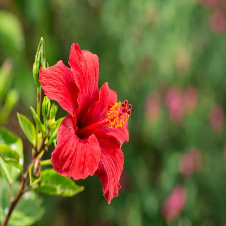 نبات هيبسكس او الخبازي او خطمي واسمه العلمي Hibiscus
