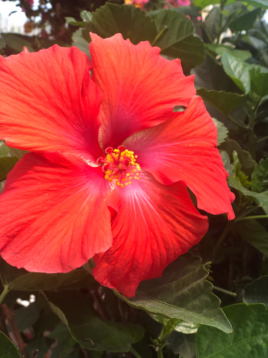 هيبسكس هولندي أو خطمي هولندي Hibiscus rosa-sinensis 'Dutch'