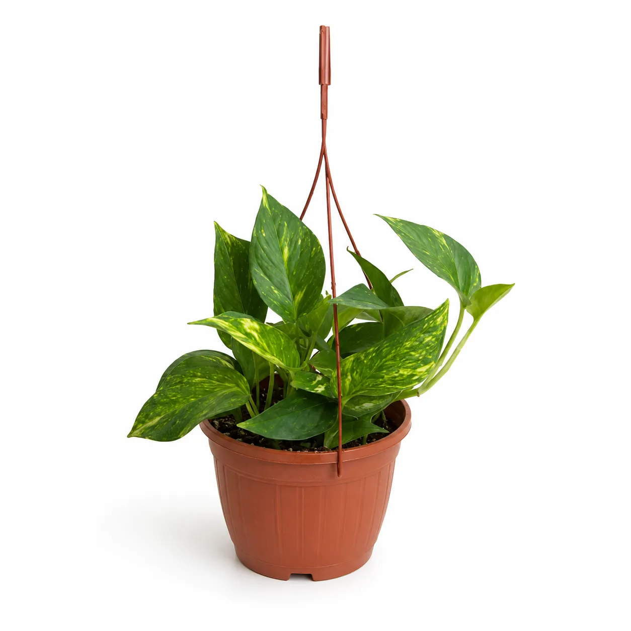 نبات بوتس مداد صغير واسمه العلمي Epipremnum aureum