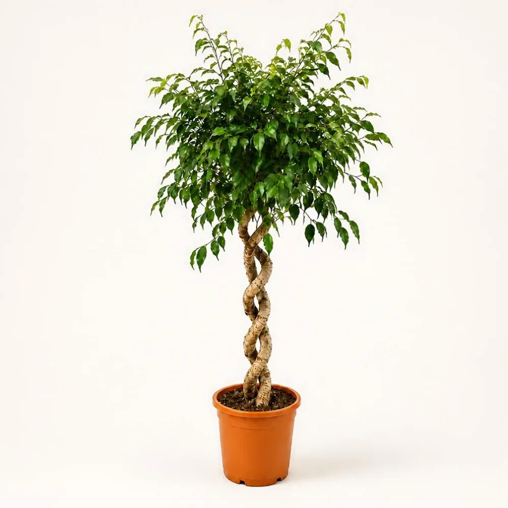 نبات فيكس باندا مجدولة الساق Ficus panda braid