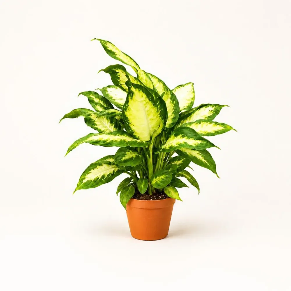 الديفنباخيا كاميلا Dieffenbachia seguine ‘Camilla