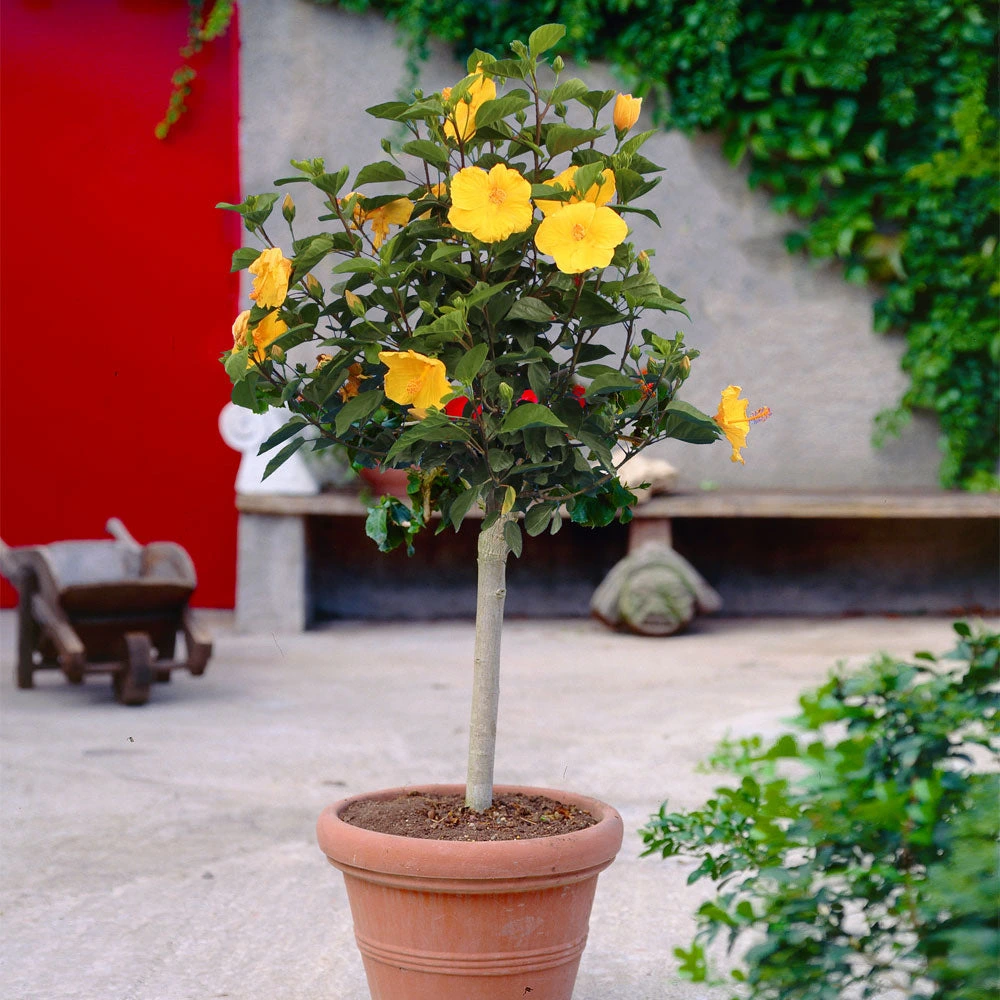 شجرة هيبسكس الصفراء Yellow hibiscus